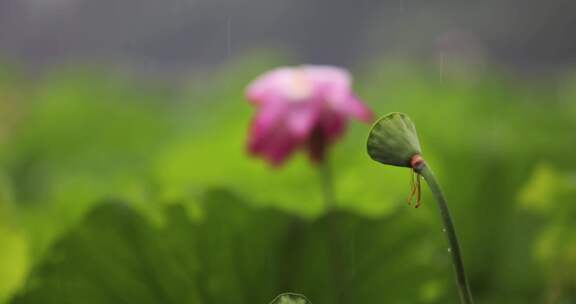 （慢镜）杭州西湖下雨天的荷花