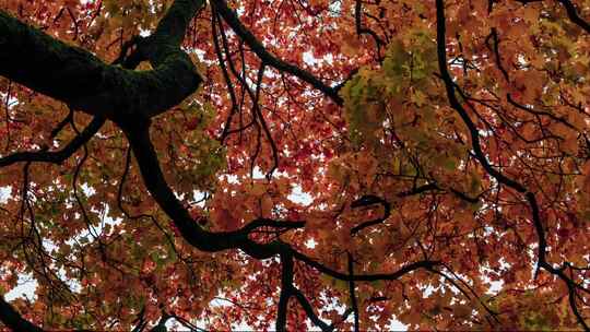 4k仰拍秋天红色的枫树叶