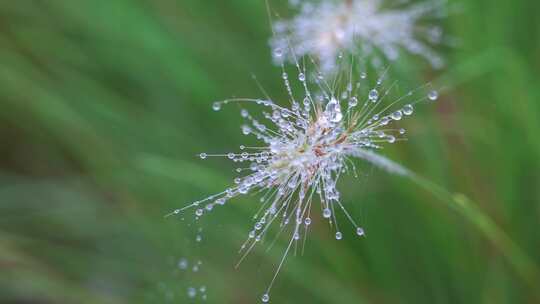 【合集】雨后的花草植物