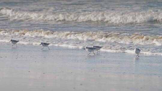 在沙滩上奔跑的海鸟