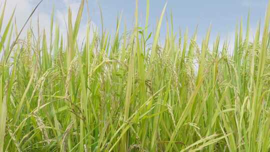 蓝天白云下逐渐成熟的水稻稻子