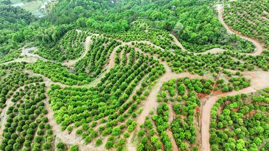 茶油树种植基地