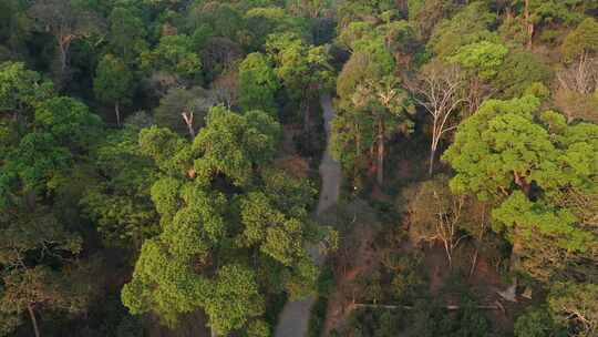 森林树林热带雨林古茶林古茶树林视频素材模板下载