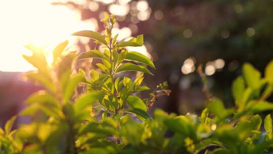 近距离拍摄逆光植物唯美意境