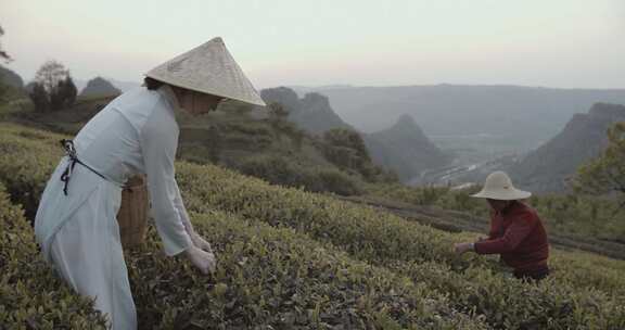 两个女人在地里收茶叶