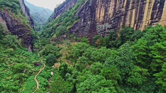 武夷山一线天悬崖茶园