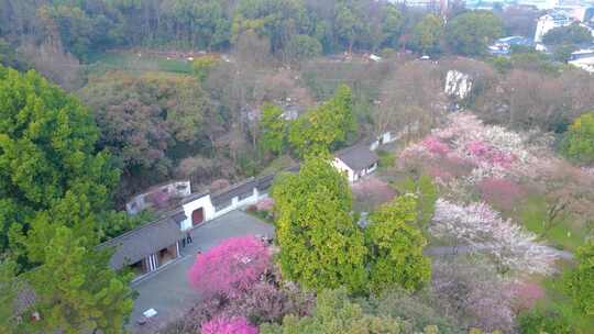 杭州植物园灵峰探梅公园梅花风景视频素材航