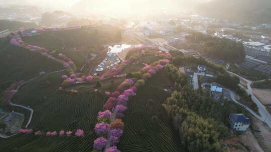 4K航拍福建龙岩台品樱花茶园