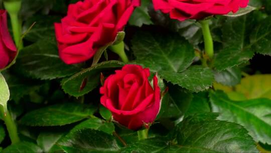 红玫瑰在玫瑰花丛上张开花瓣