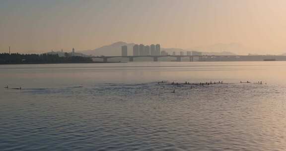 杭州双浦钱塘江五丰岛生态环境鸬鹚越冬风光