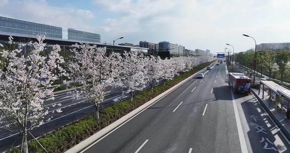 通往春天的樱花大道前进的道路