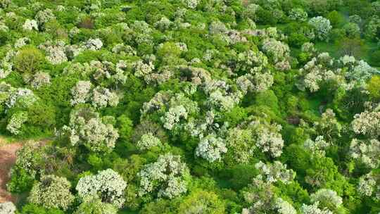 大美中国湖北神农架生态湿地梨花盛开种群