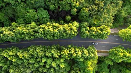 汽车树林公路俯拍夏天山区汽车绿荫森林俯拍