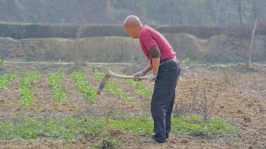 4K高清相机摄农民手工除草挖田·传统农业