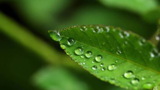 斜风细雨中腊梅树嫩叶上水珠水滴唯美视频