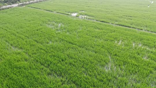 中国农业经济发展水稻田地