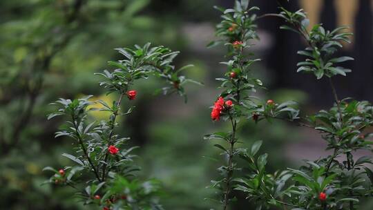 雨后鲜花慢镜头 随风摇曳 唯美清新素材