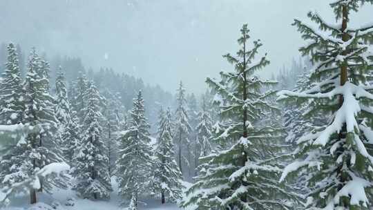 大雪纷飞中被雪覆盖的森林景观