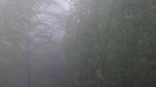 下雨天茂密的竹林枝叶繁茂生机勃勃的景象