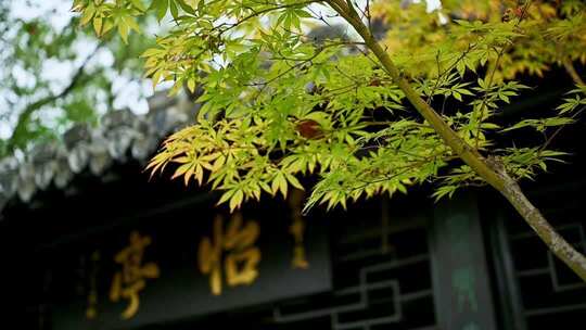 古建筑前的枫树特写