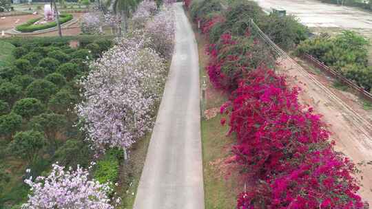 春天花开的道路航拍