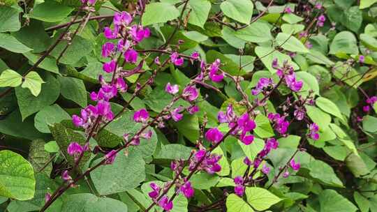 蔬菜种植菜园眉豆角