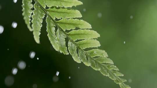 高速慢镜头水滴雨滴从绿叶上滴落滑落