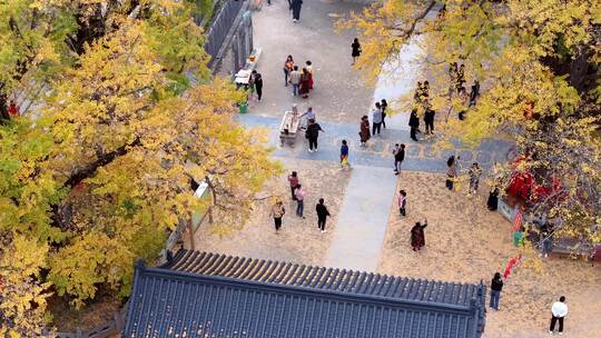 航拍平顶山文殊寺银杏