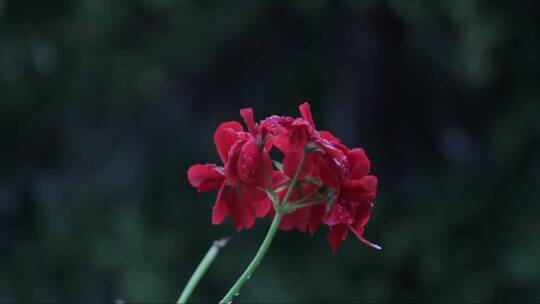 红色的花朵