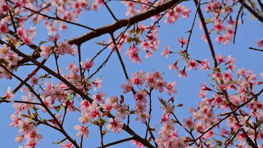 春天绽放的樱花