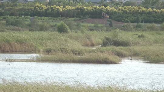 湿地湖泊野生保护鸟类白鹭