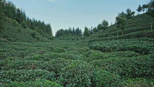 【正版素材】四川雅安荥经县茶园1049