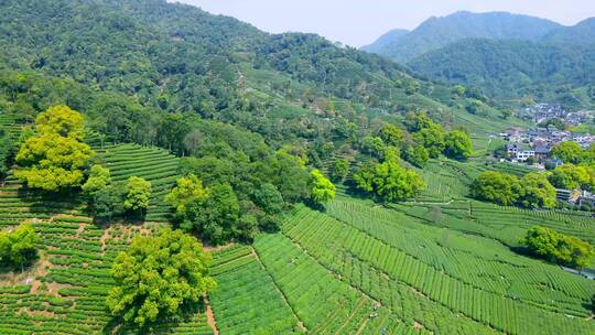 4k 航拍户外杭州高山茶园茶田自然风光