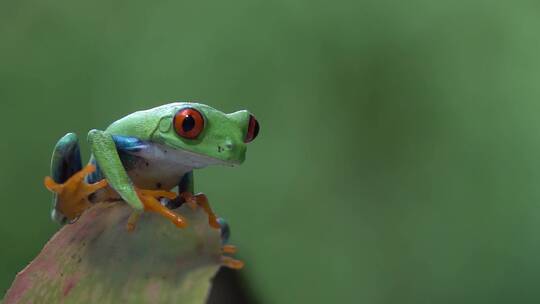 一只红眼树蛙从丛林中跳起视频素材模板下载