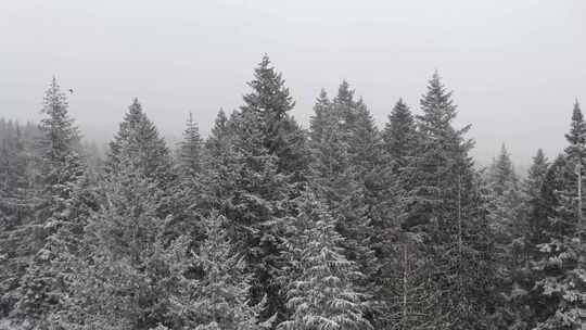 航拍下雪中的森林雪中飞鸟飞翔视频素材模板下载