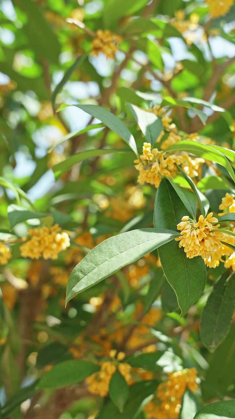 秋天桂花树开花