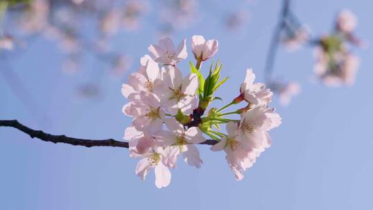 实拍杭州三月春天樱花盛开-樱花特写