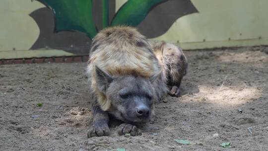 斑点鬣狗动物园视频素材模板下载