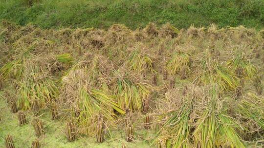 稻田里收割完的水稻