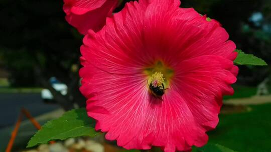 红花授粉的蜜蜂