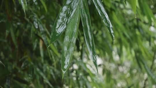 竹林雨景竹子下雨竹叶水滴