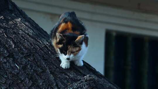 树上的一只小猫 小花猫 4