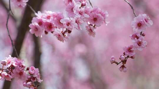 春天粉红色梅花盛开在春风中摆动