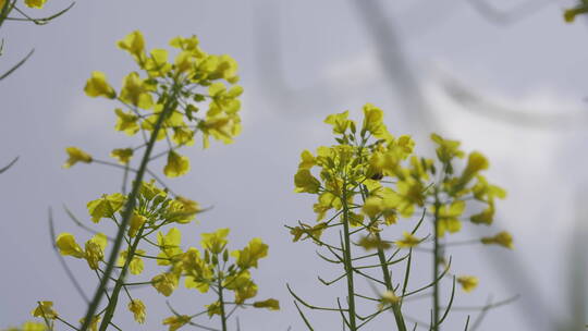 油菜花菜花