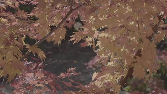 枫叶红叶LOG视频素材