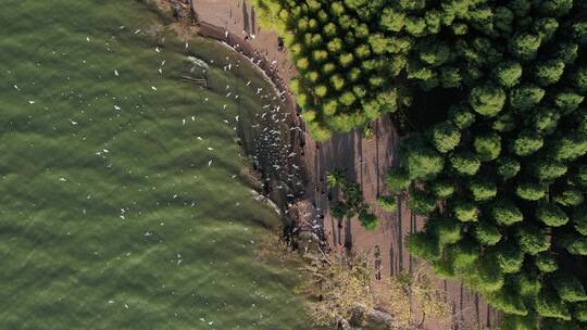 昆明捞鱼河湿地公园自由飞舞的海鸥航拍4k