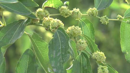 新疆大枣树开花实拍素材