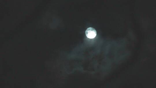4K夜晚树梢上的月亮散发皎洁的月光