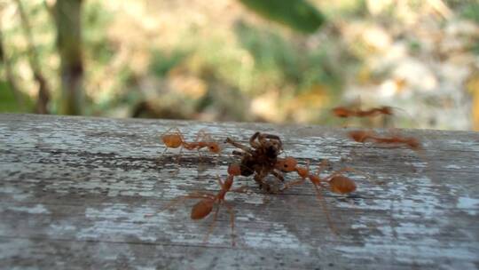 蚂蚁背着死蜘蛛行走视频素材模板下载