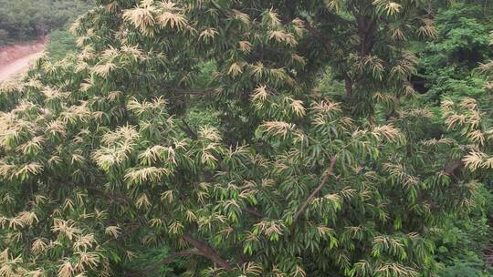 航拍环绕威海正棋山中开花的板栗树